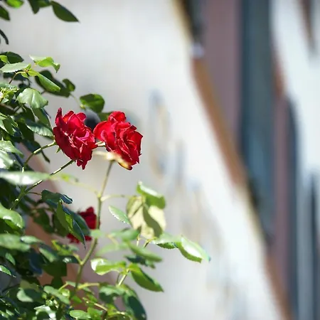 Hotel Gasthaus Schuetzen Hotel
