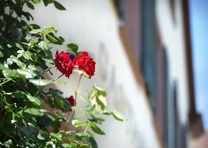 Schuetzen 2* Freiburg im Breisgau